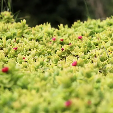 Di Berto Casa de Férias *