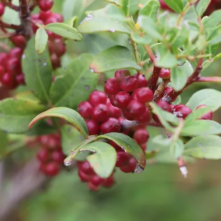 Di Berto Vakantiehuis *