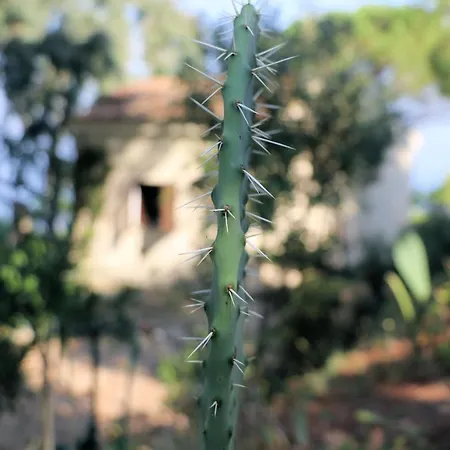 Di Berto * Capo Vaticano